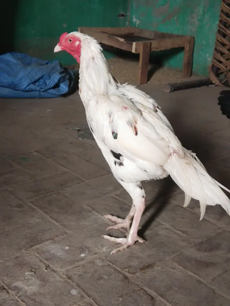 female makhi cheena — photo 5