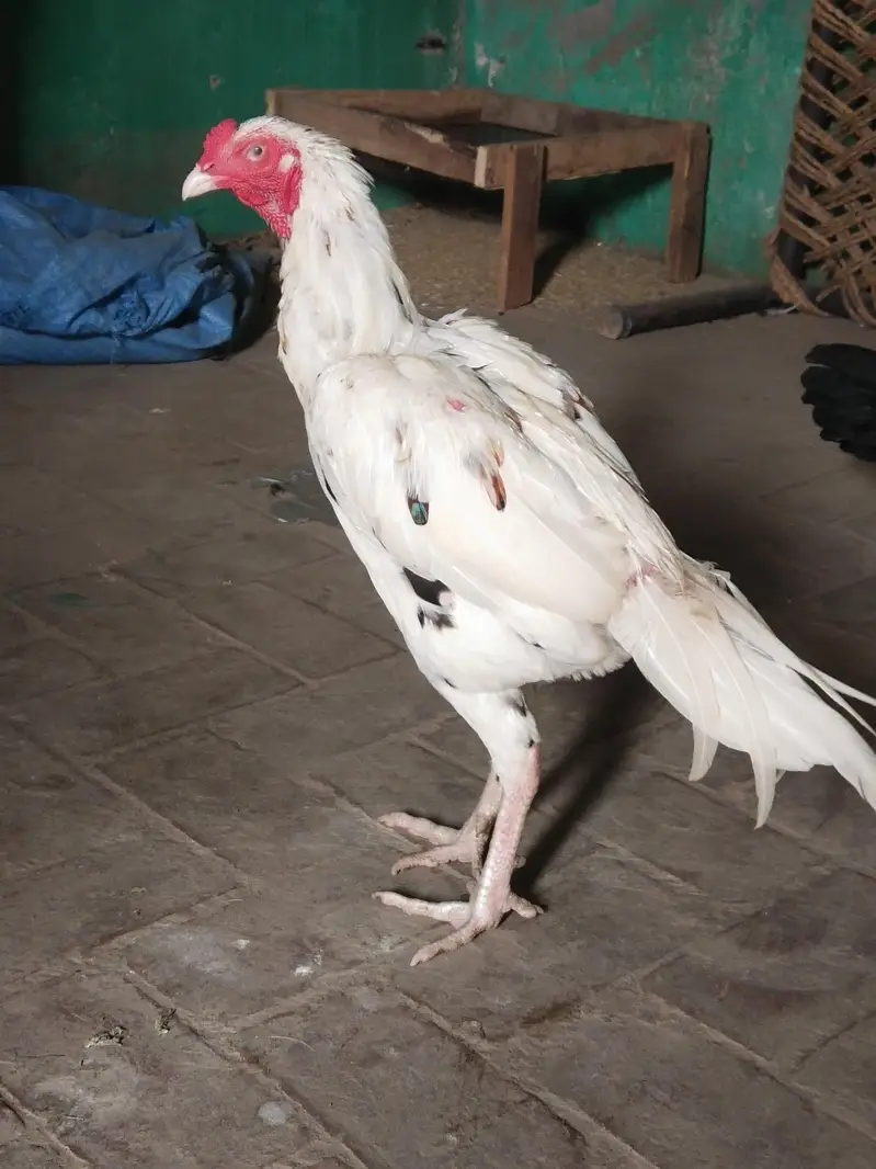 female makhi cheena — photo 6