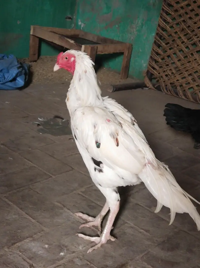 female makhi cheena — photo 7