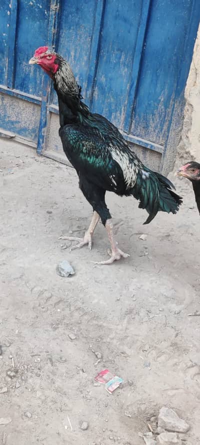 Pure Aseel murga for sale