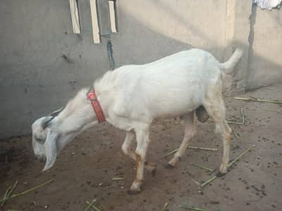 teddy bakriyan ghar ki pali hi healthy active