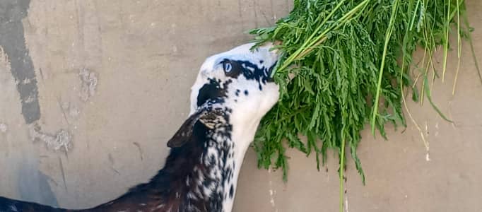Bakra / Teddy Bakra / Goat / Breeder
