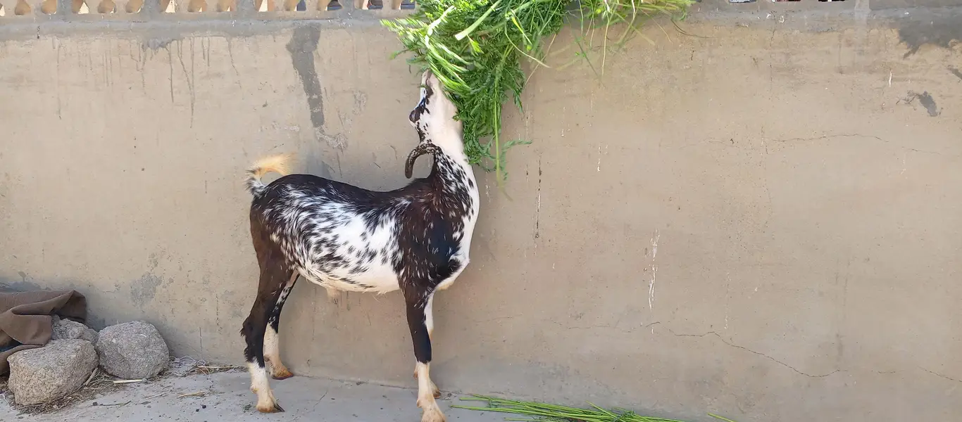 Bakra / Teddy Bakra / Goat / Breeder — photo 3