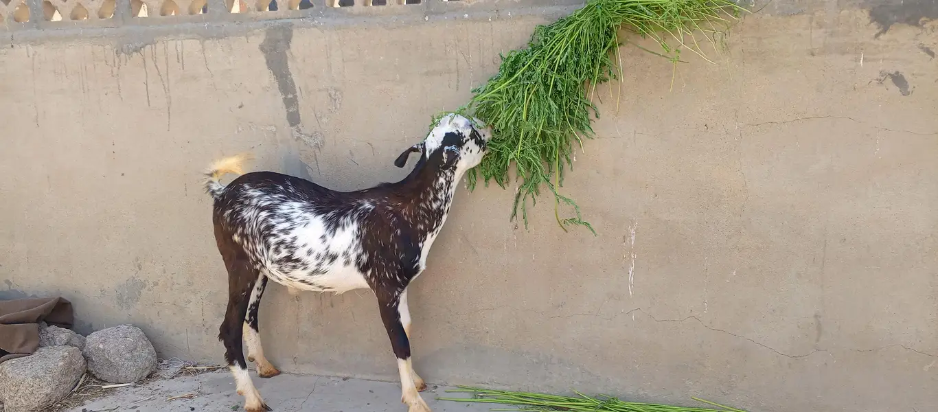 Bakra / Teddy Bakra / Goat / Breeder — photo 4