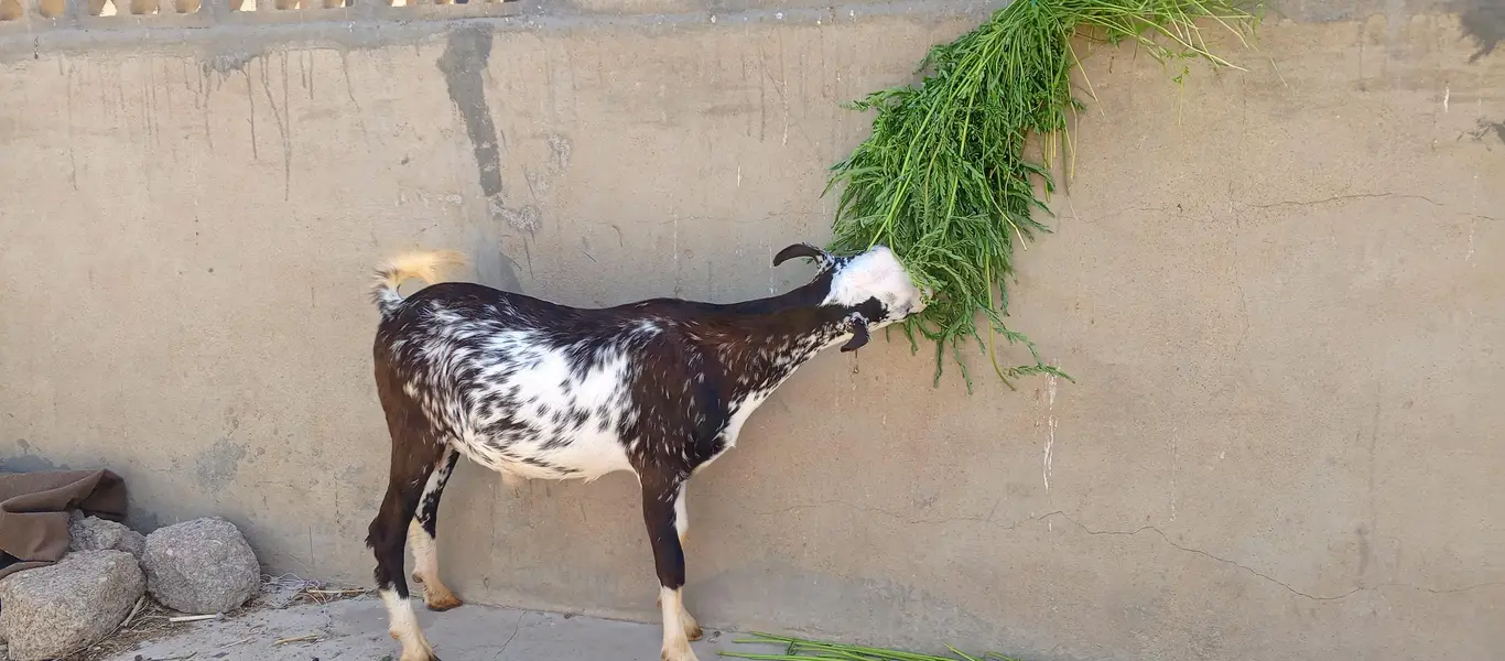 Bakra / Teddy Bakra / Goat / Breeder — photo 5