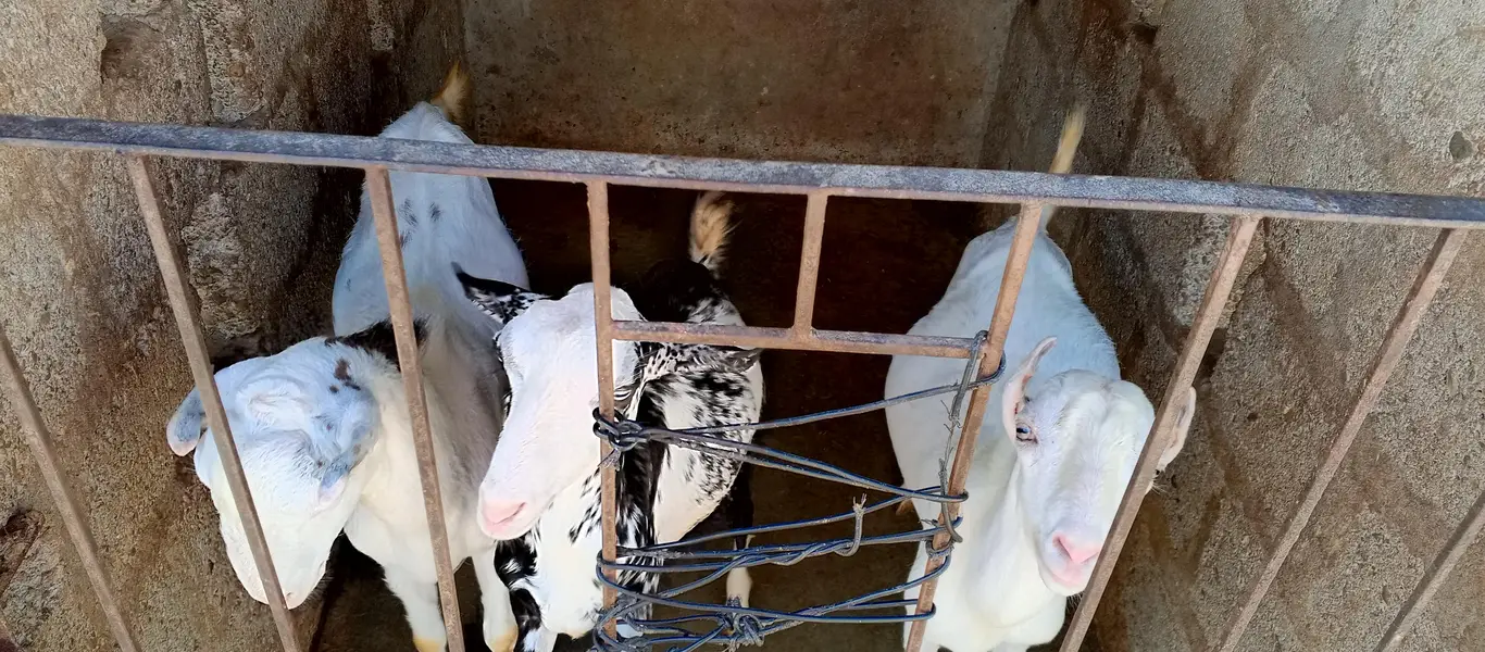 Bakra / Teddy Bakra / Goat / Breeder — photo 6