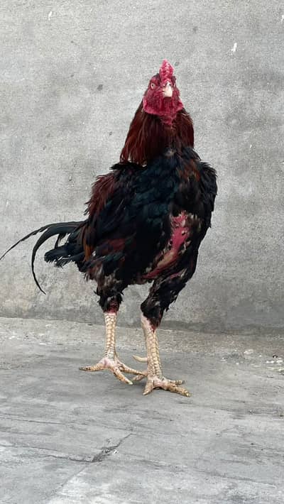 PAKISTANI ASEEL LAKHA