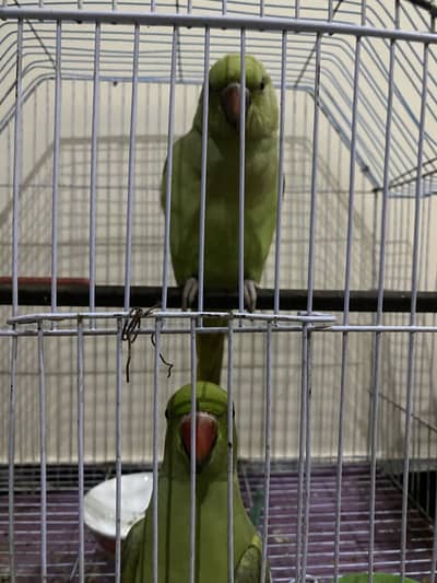 Indian ringneck pair for sale