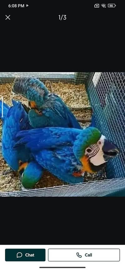 blue macaw parrot chicks for sale 03297524864