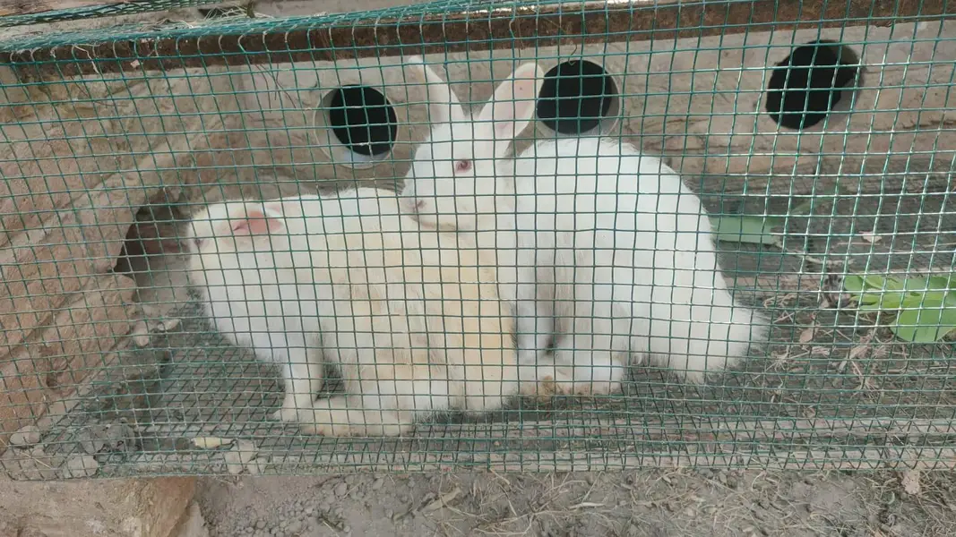 Khoobsurat Safaid Khargosh angora — photo 2