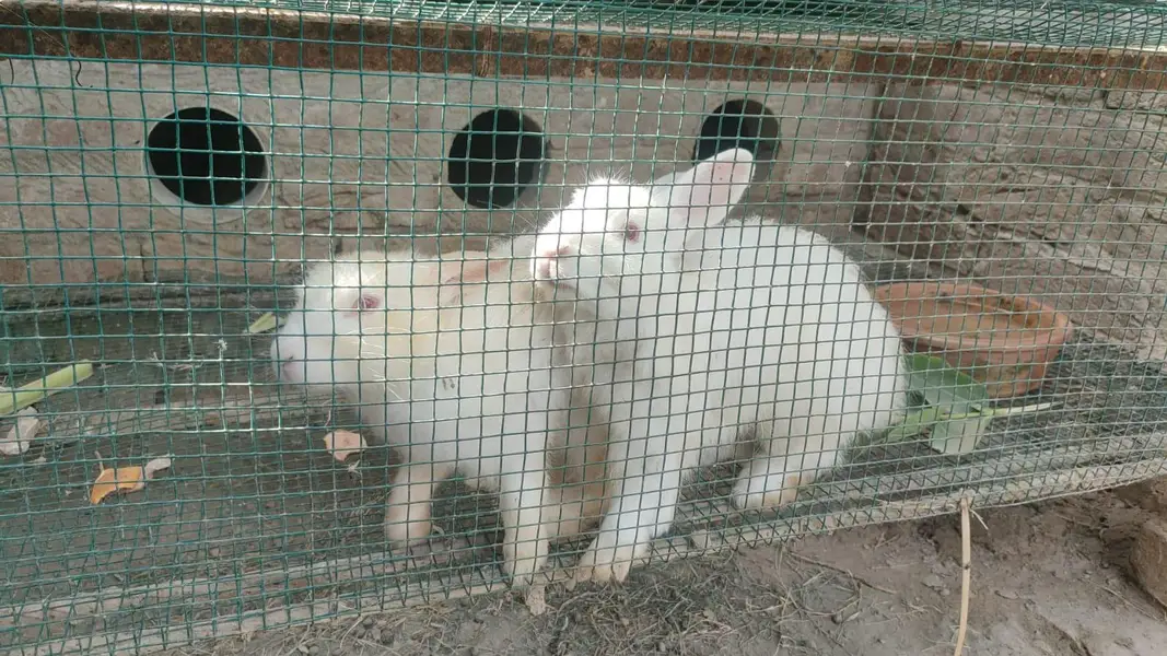 Khoobsurat Safaid Khargosh angora — photo 3