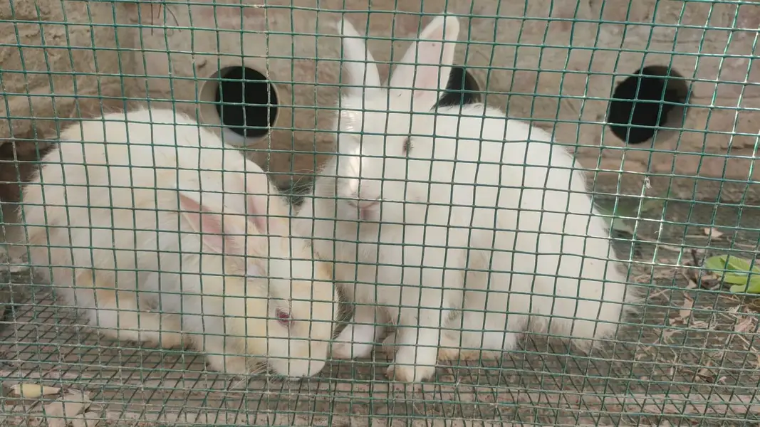 Khoobsurat Safaid Khargosh angora — photo 4