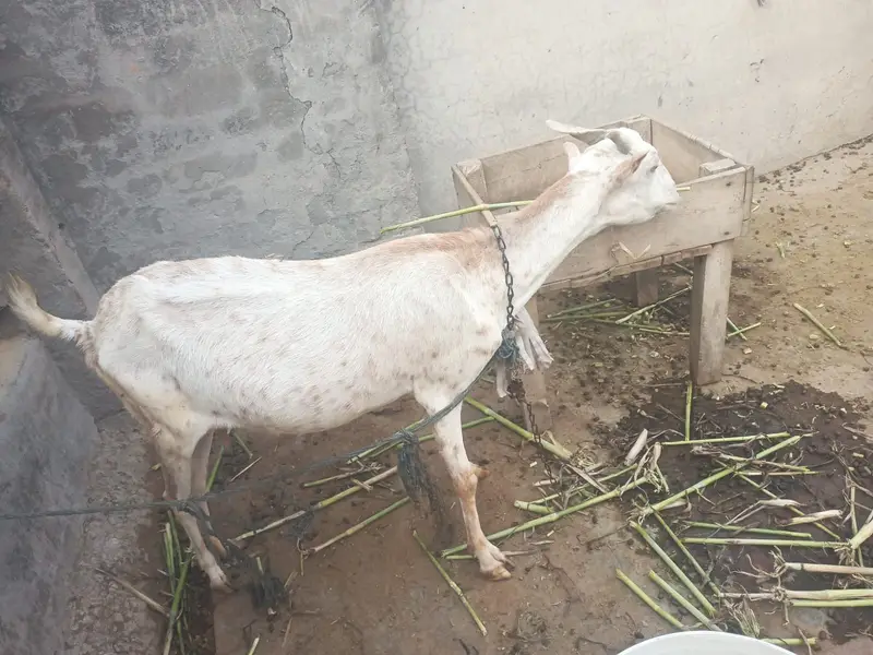 teddy bakriyan ghar ki pali hi healthy active whatsaap 03214274490 — photo 6