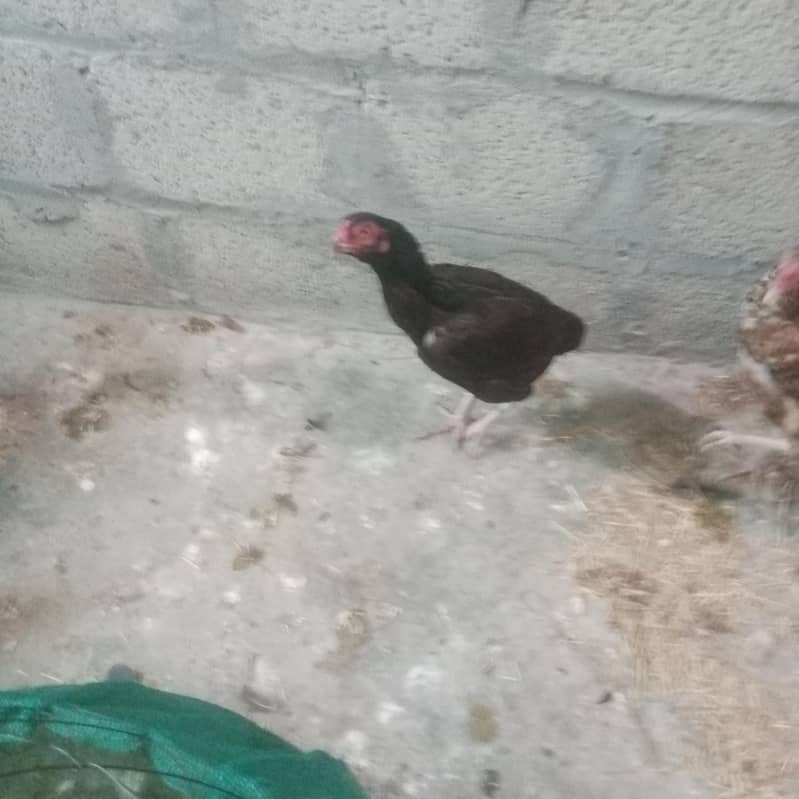 murga 1