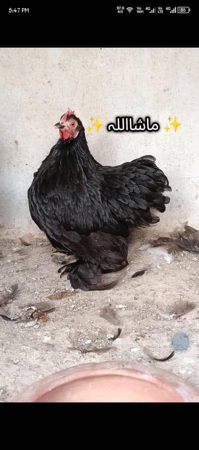 Black bantam
