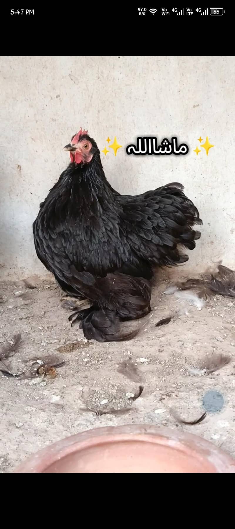 Black bantam 0
