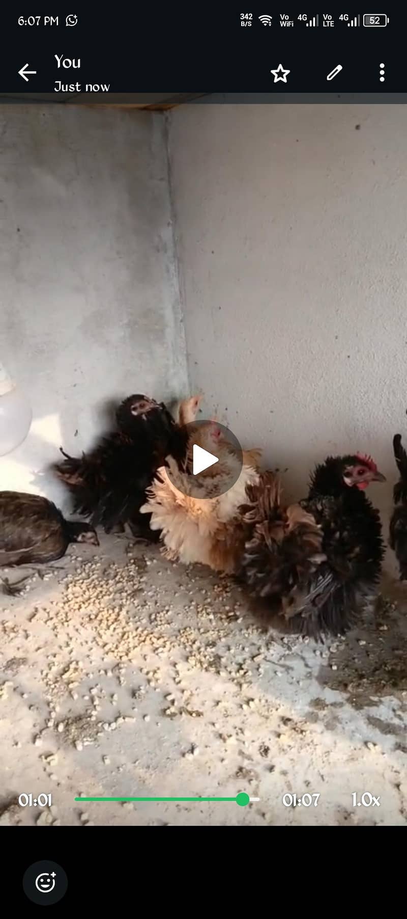 Black bantam 1