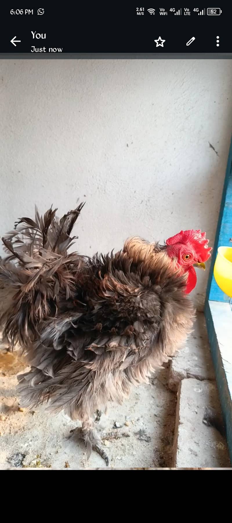 Black bantam 2