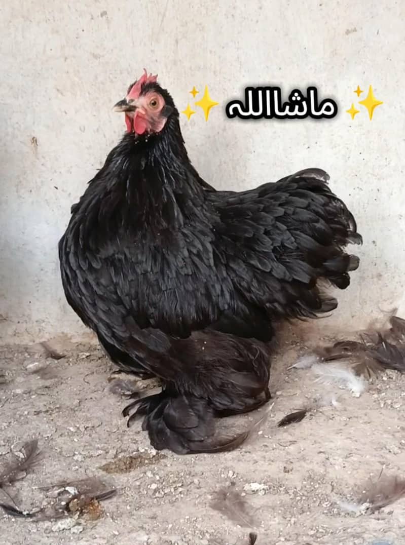 Black bantam 3