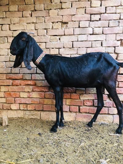 Desi bakri for sale