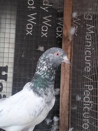 Breeder pairs Teddy golden saleta kamakar kasuri