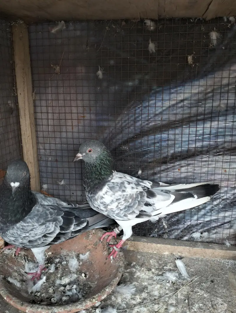 Breeder pairs Teddy golden saleta kamakar kasuri — photo 5