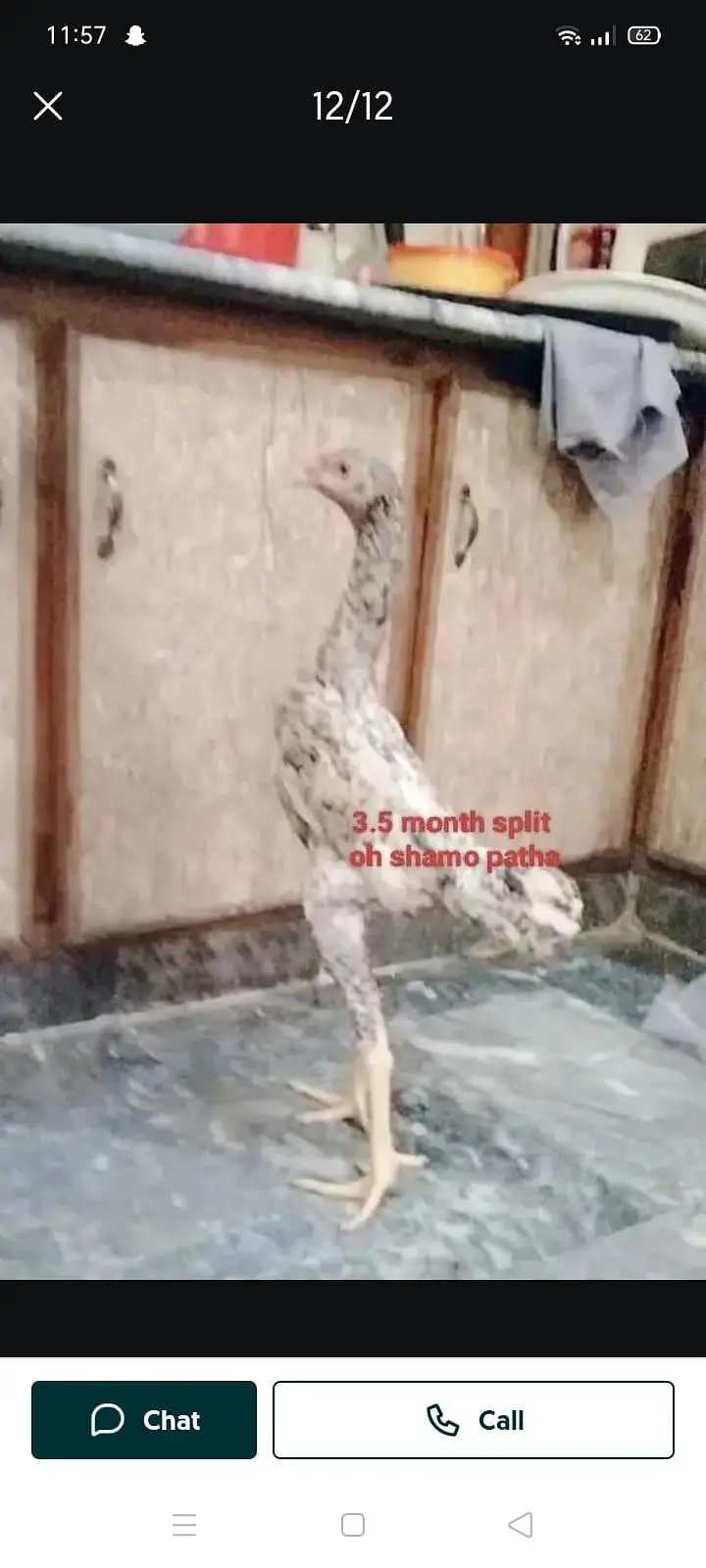 Shamo | White Shmao | Black Shamo | German Shamo | Oh Shamo — photo 6