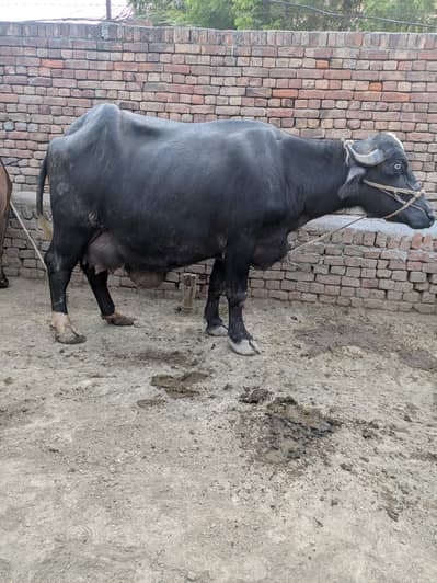 Livestock 1گائے2 اور بھینس For Sale WhatsApp 0315/43/68/119 Cow