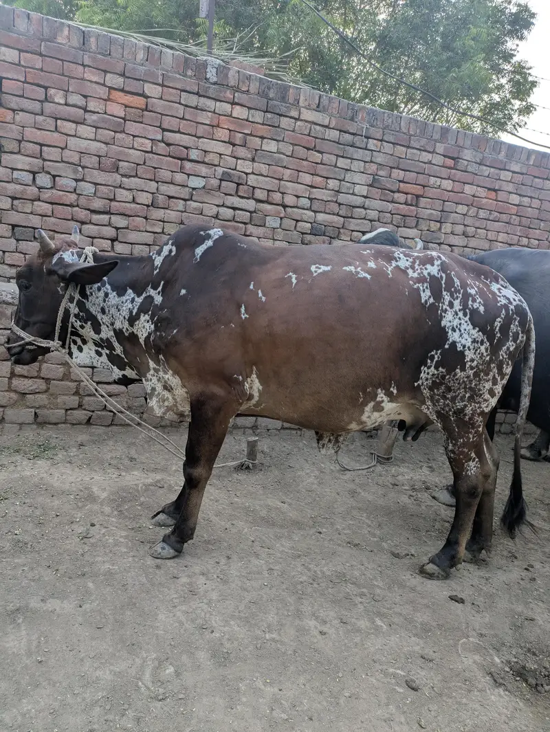 Livestock 1گائے2 اور بھینس For Sale WhatsApp 0315/43/68/119 Cow — photo 2