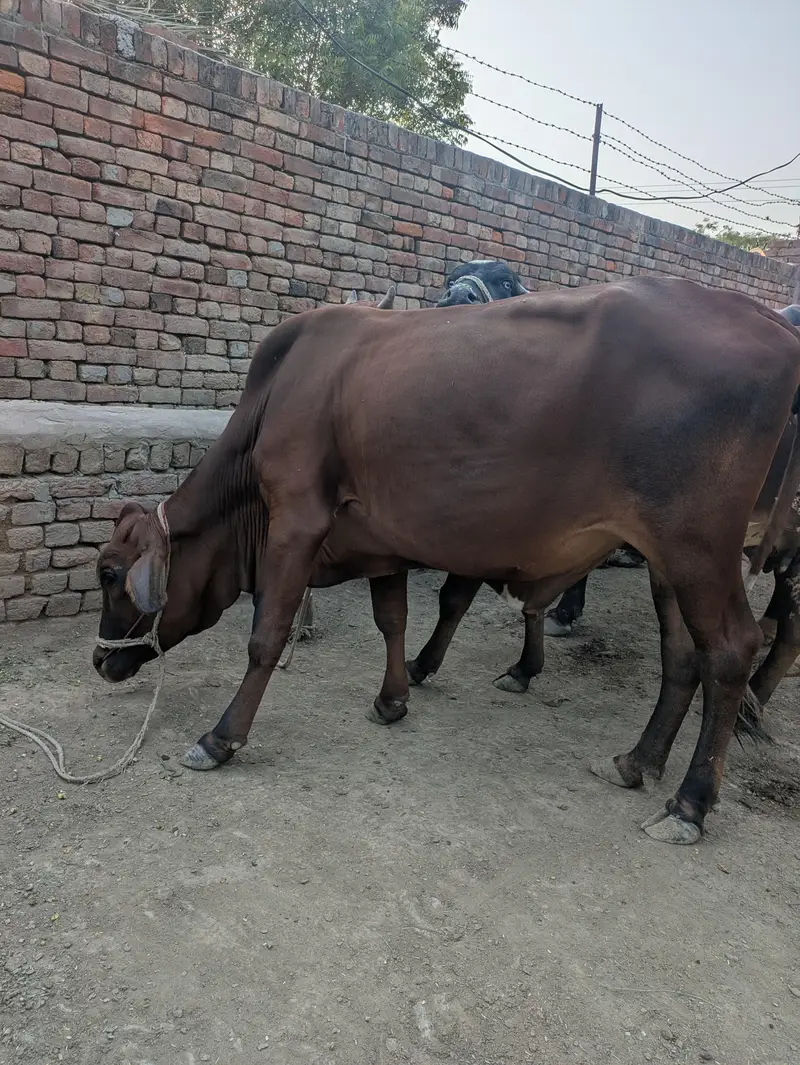 Livestock 1گائے2 اور بھینس For Sale WhatsApp 0315/43/68/119 Cow — photo 3