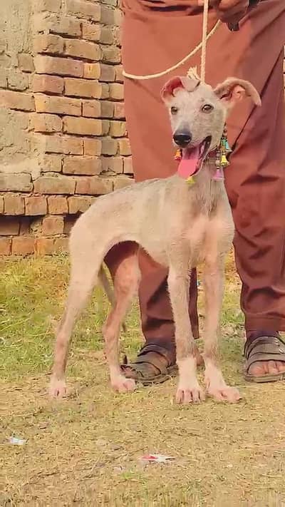 kasore take female for sale