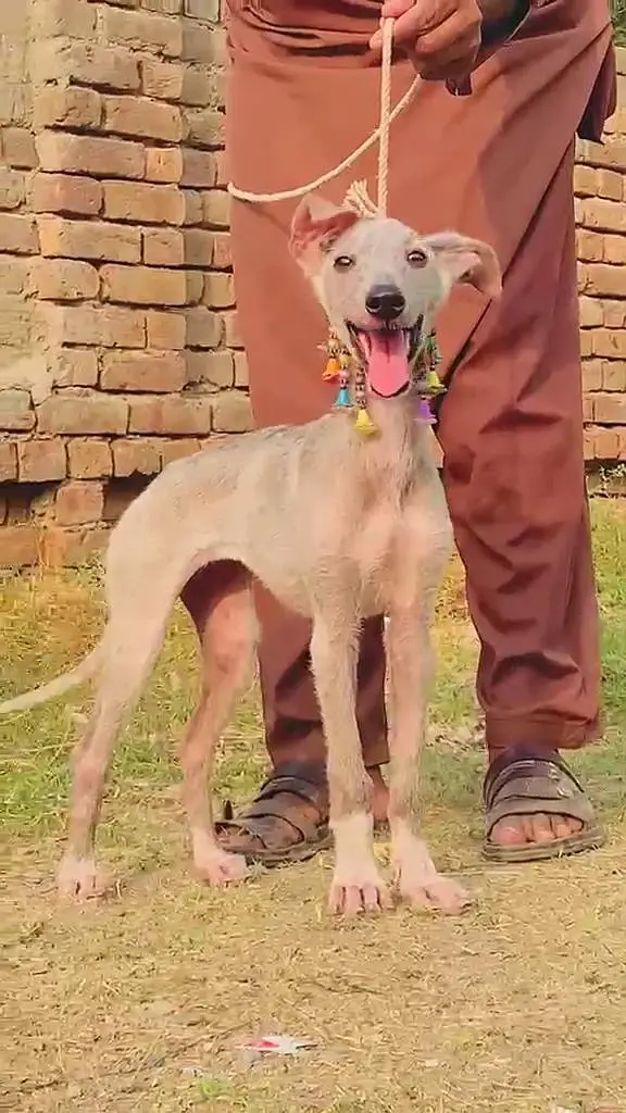 kasore take female for sale — photo 2