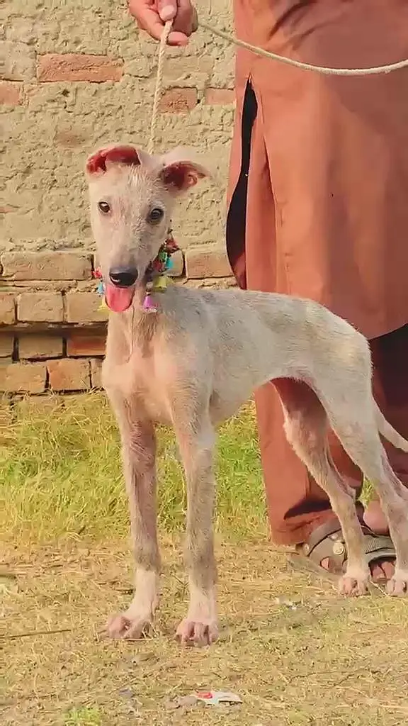 kasore take female for sale — photo 3