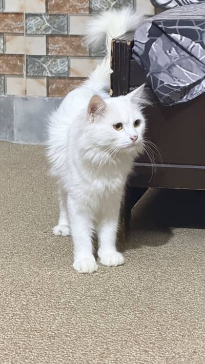 Persian white Cat Male