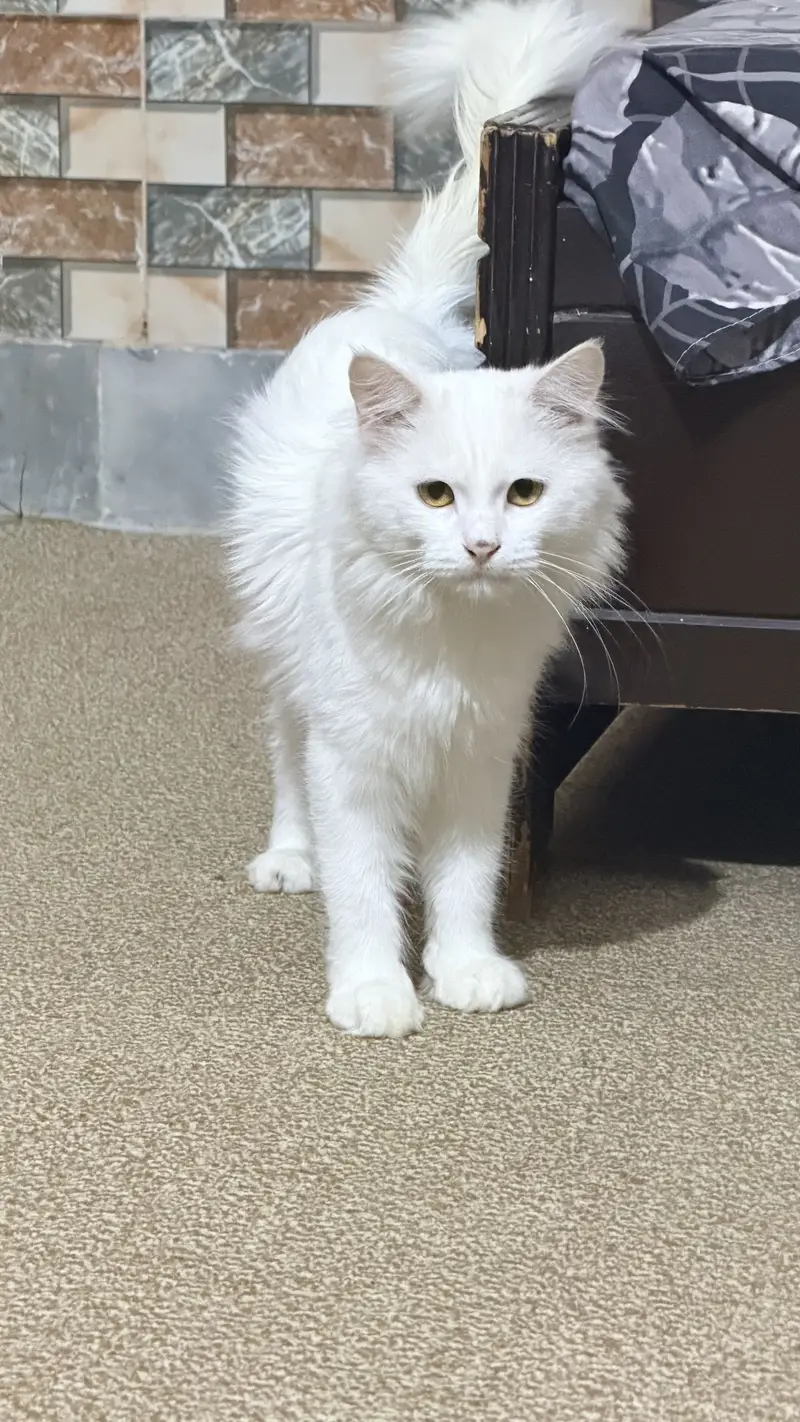Persian white Cat Male — photo 4