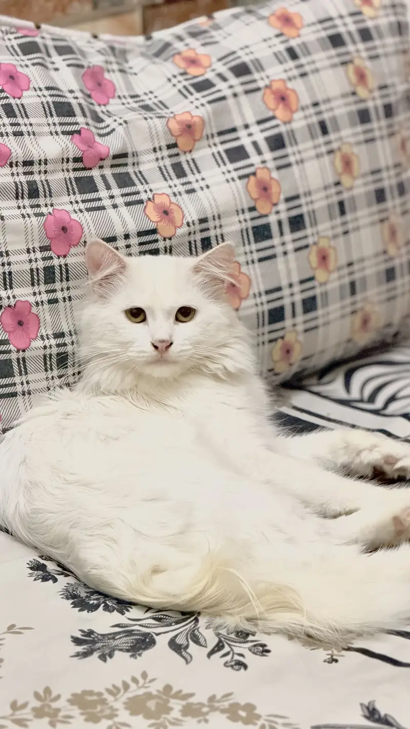 Persian white Cat Male — photo 5