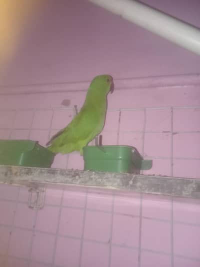 parrot for sale