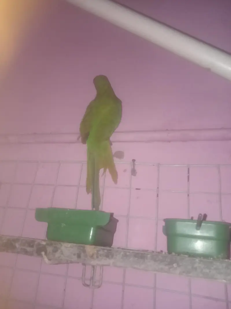 parrot for sale — photo 2