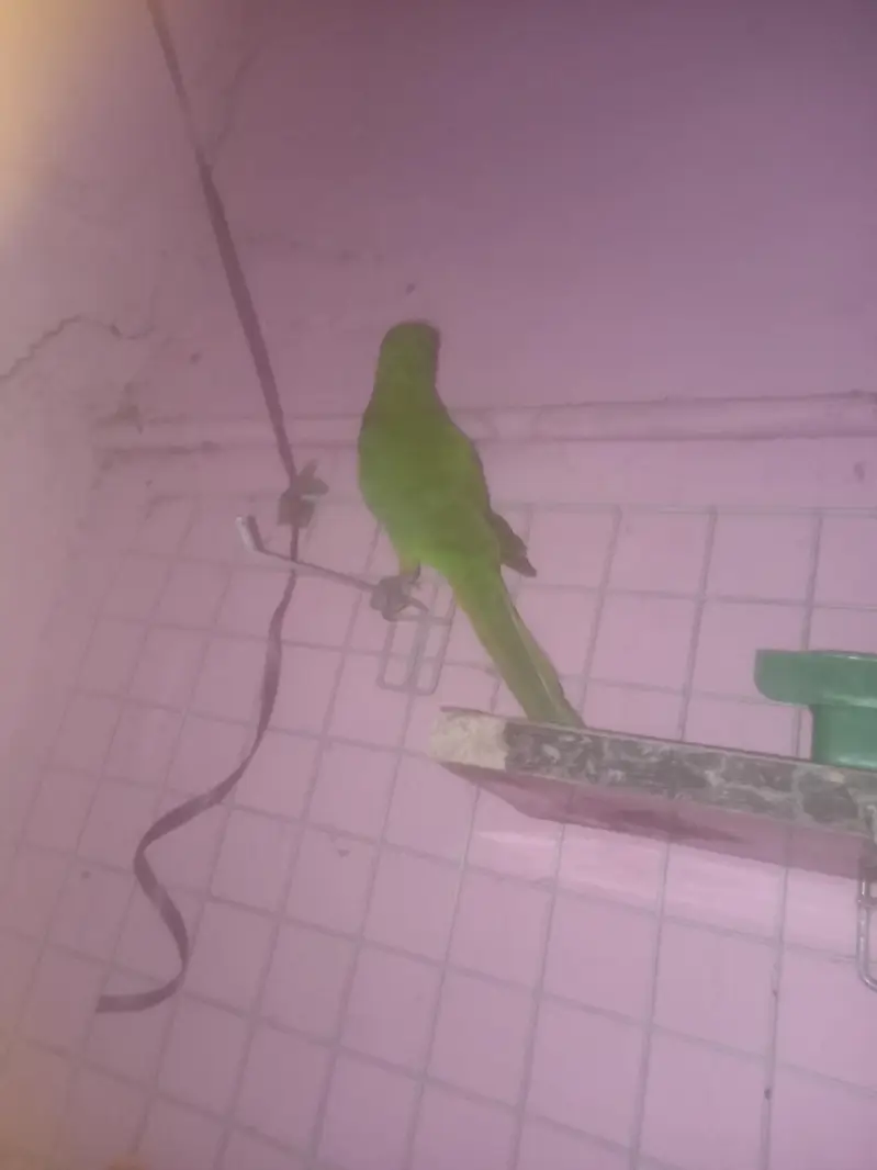 parrot for sale — photo 3