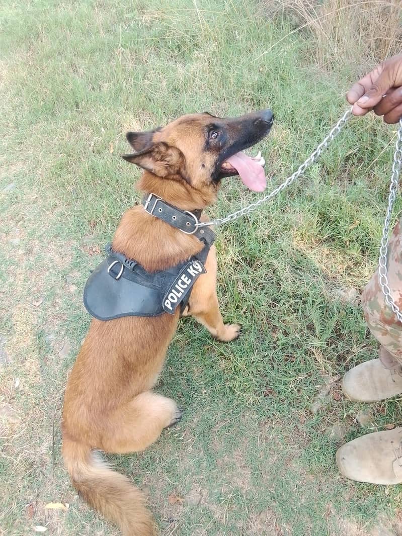 Trained Belgian Malinois 1