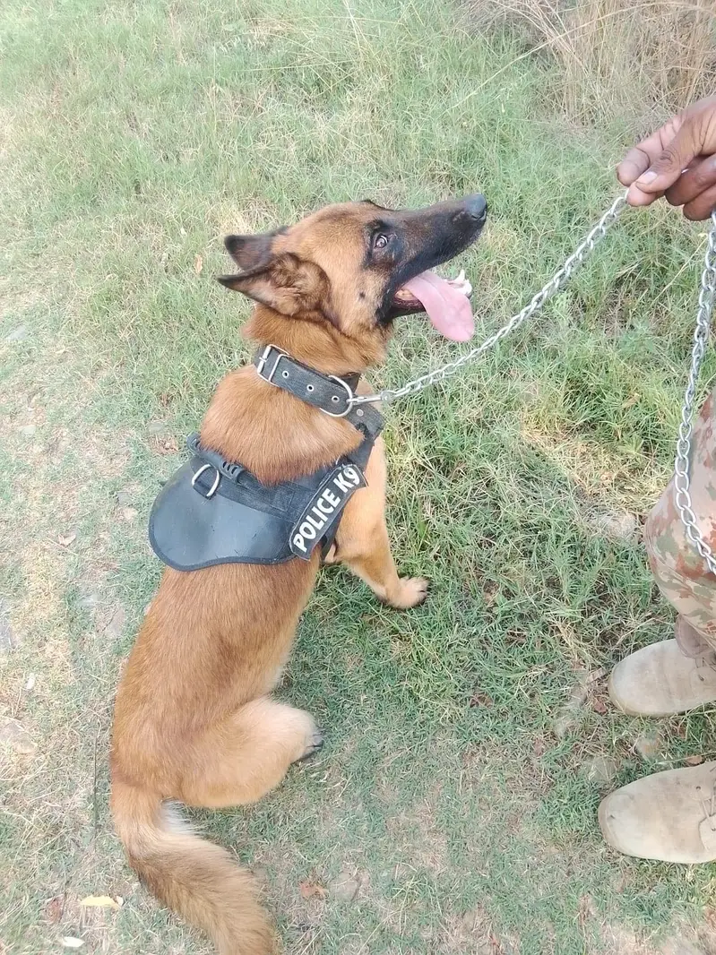 Trained Belgian Malinois — photo 2