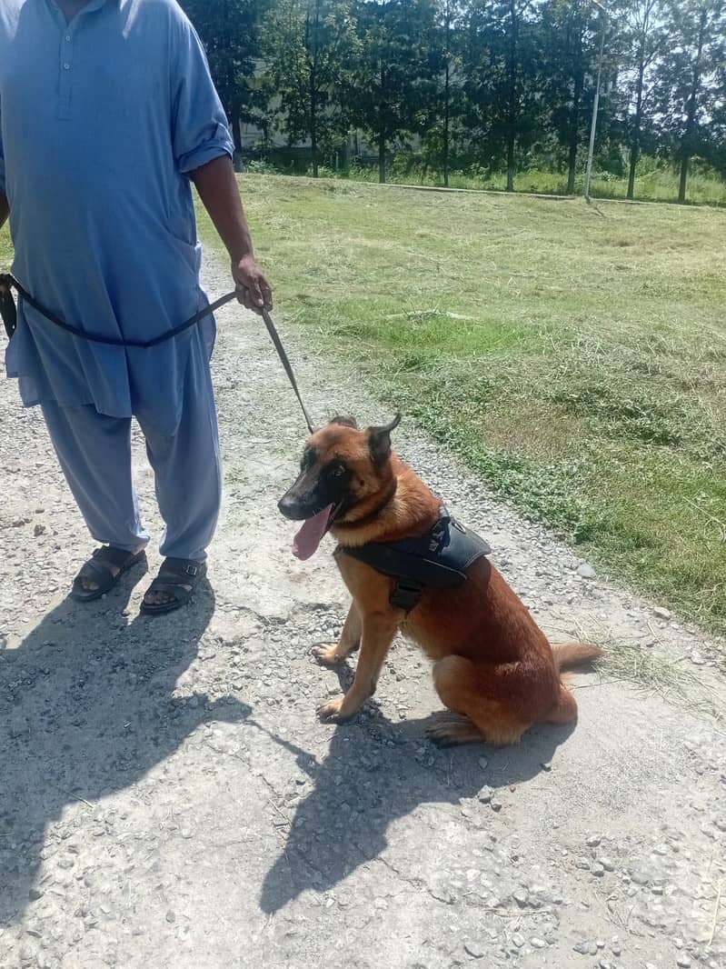 Trained Belgian Malinois 2