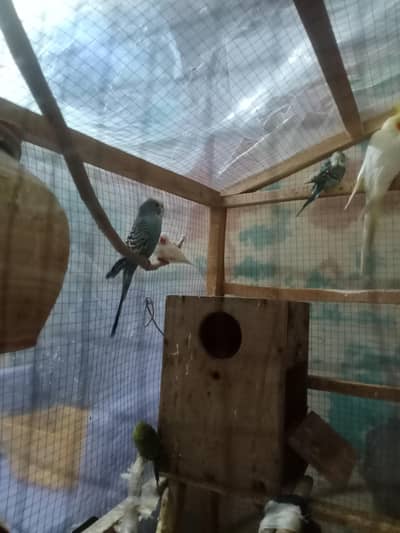 urgent sale Australian parrots and cocktail pair and 1 finch 1 love