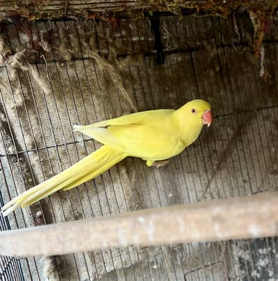 Yellow Ringneck supreme quality female