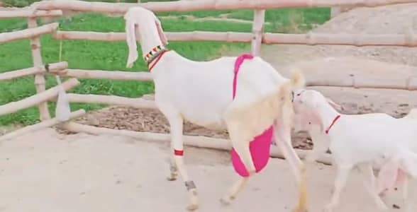 Gulabi Beetal Type Goat with 3 Kids – 1.5L Milk 0345-7913211