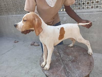 pure pointer puppies available