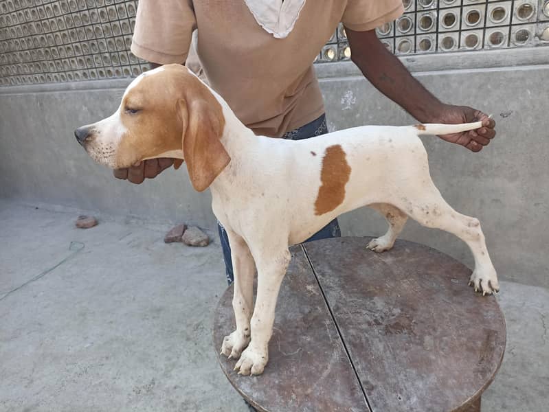 pure pointer puppies available 0