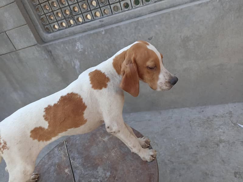 pure pointer puppies available 1