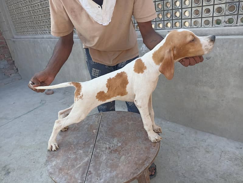 pure pointer puppies available 2
