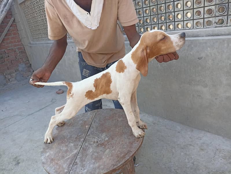 pure pointer puppies available 3